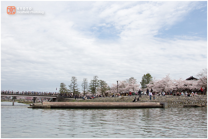 京都　さくら　桜