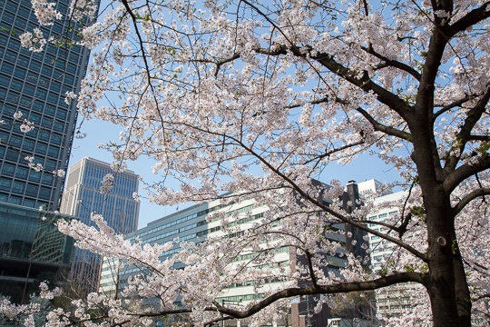 東京さくら日和｜日比谷から赤坂へ・夜の日本橋室町