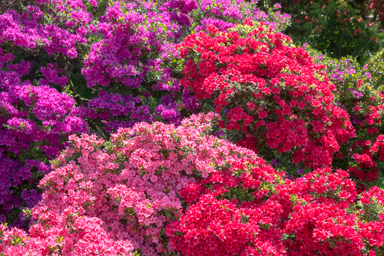 ５月の花 2015