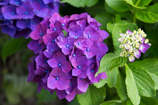 ６月の花 2015