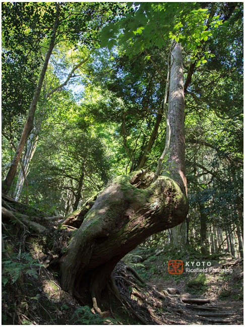 京都　鞍馬