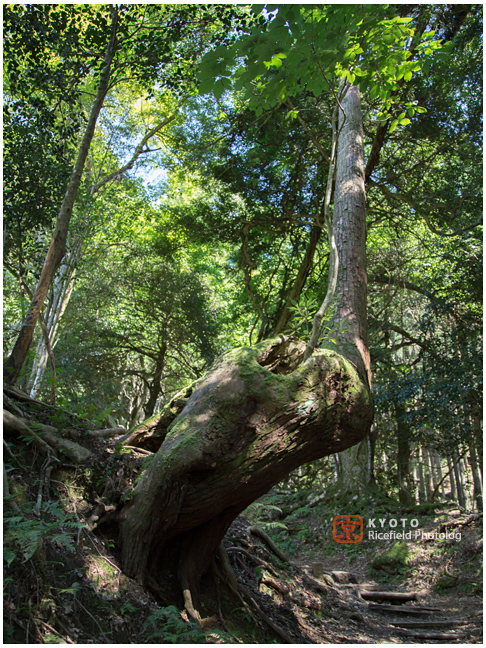 京都　鞍馬