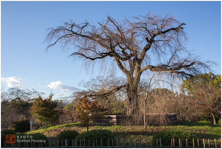 円山公園