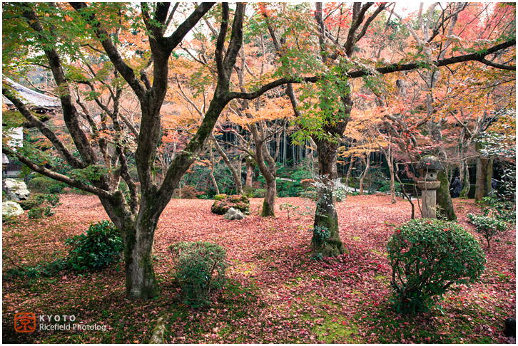 円光寺