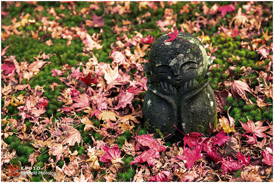 紅葉の京都｜圓光寺・金福寺