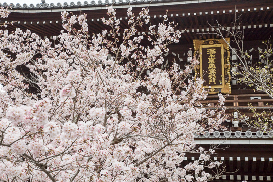 京都さくら日和｜岡崎から哲学の道・平野神社