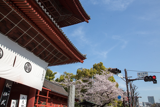 東京さくら日和｜増上寺・芝公園・東京タワー