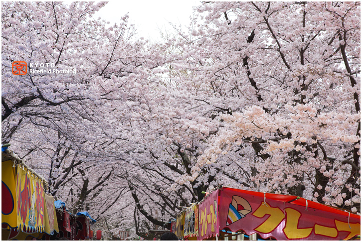 平野神社