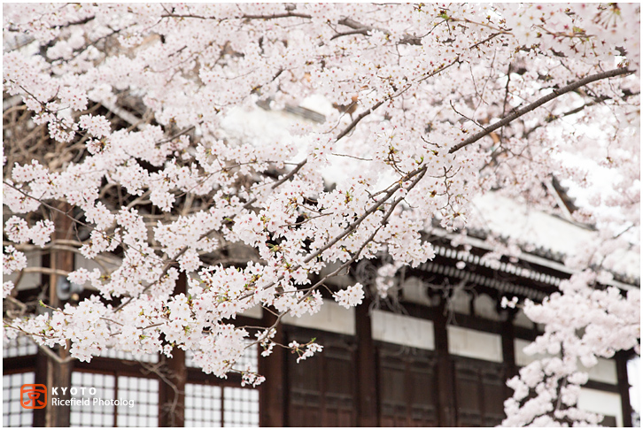 本隆寺