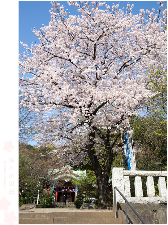 芝東照宮