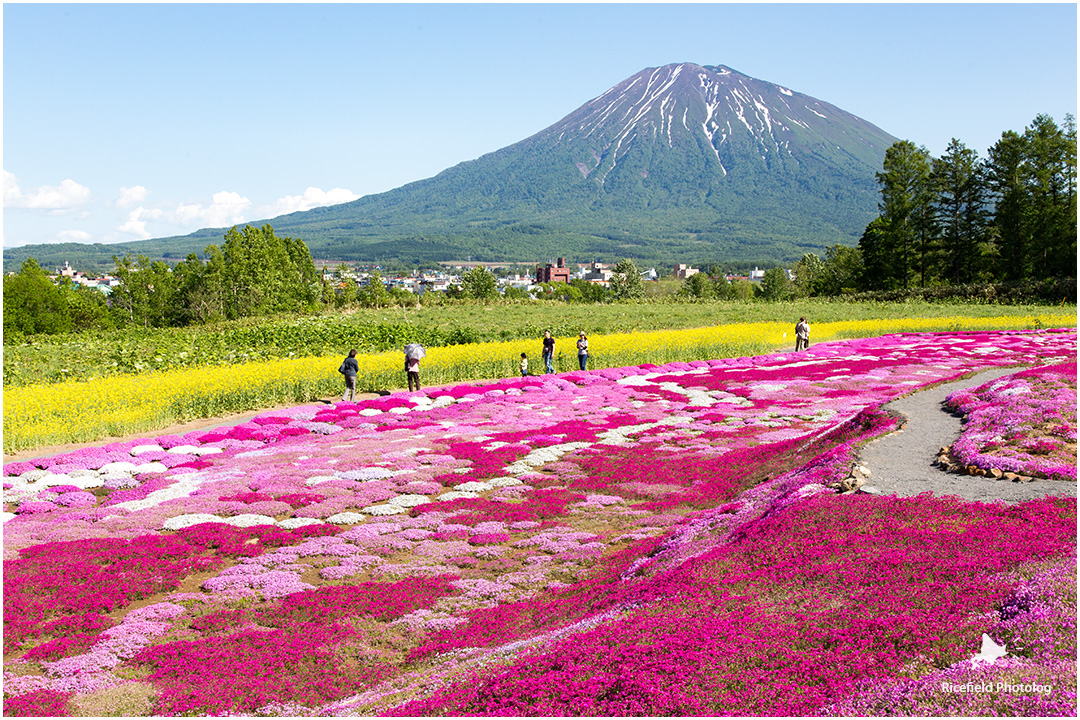 羊蹄山 芝桜