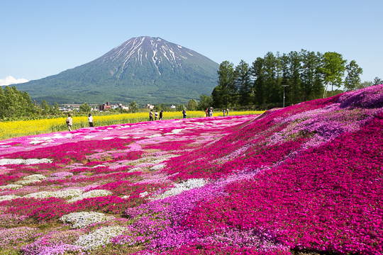 初夏の北海道｜鮮やかな芝桜と羊蹄山