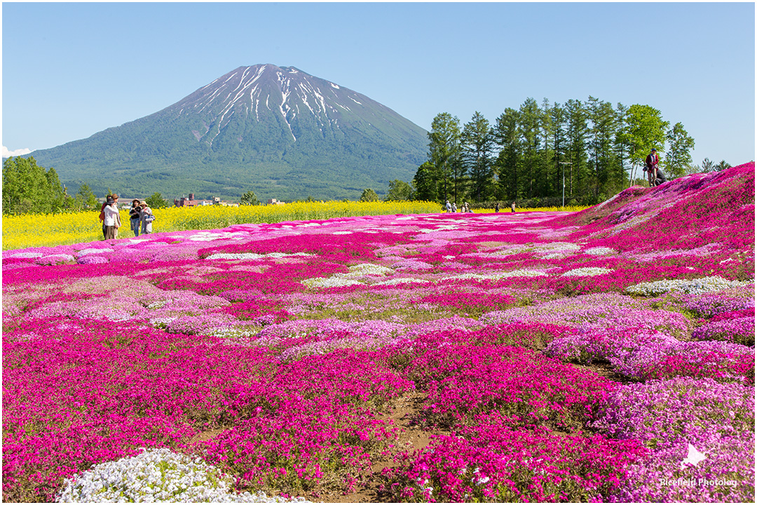 羊蹄山 芝桜