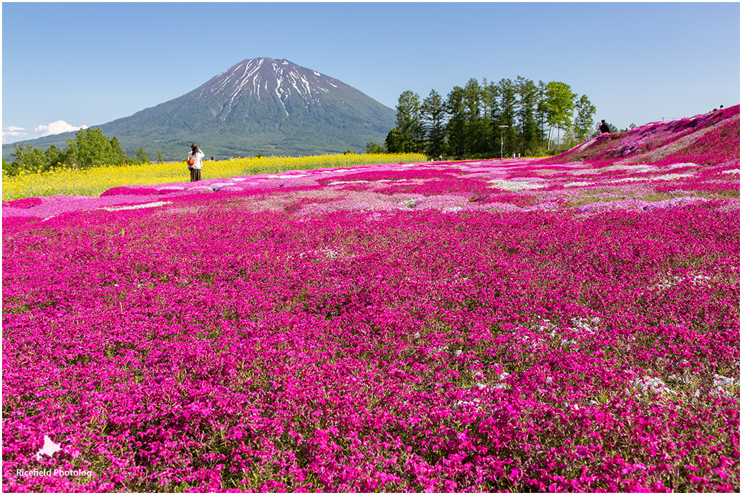 羊蹄山 芝桜