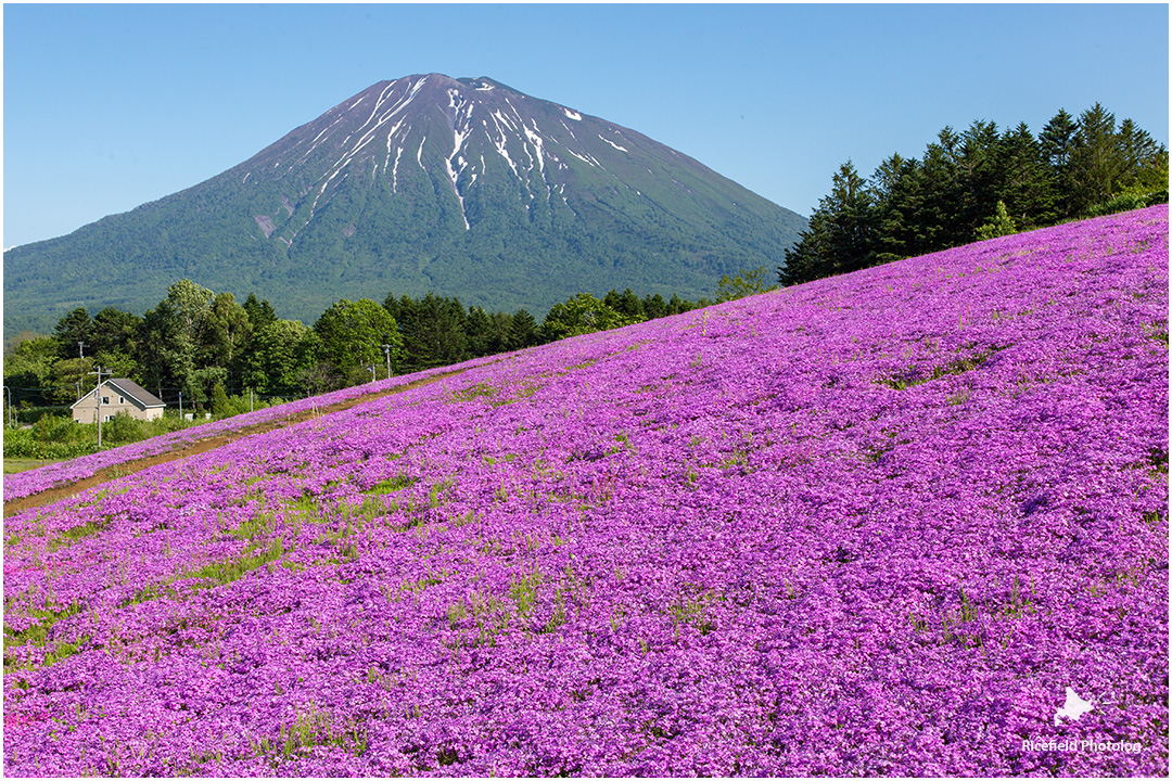 羊蹄山 芝桜