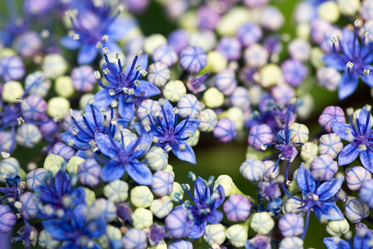 ６月の花 2016