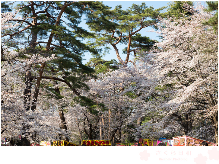 大宮公園