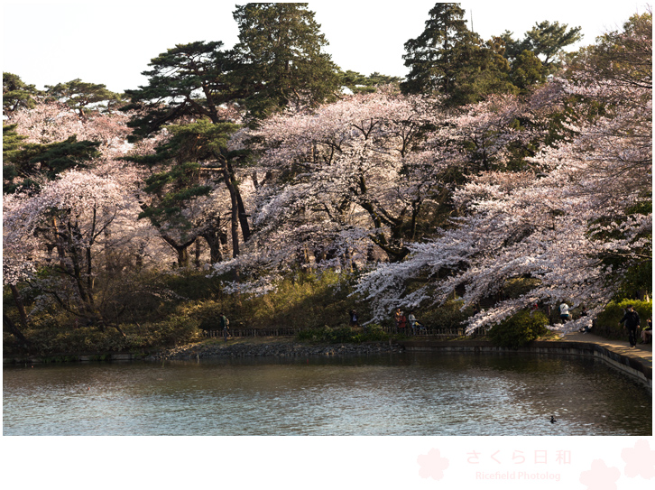 大宮公園