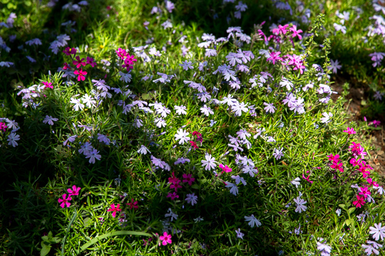 ５月の花 2017