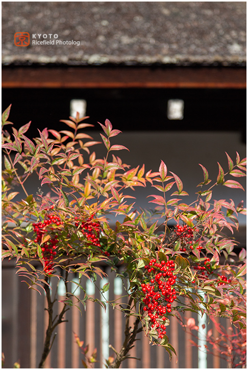 下鴨神社