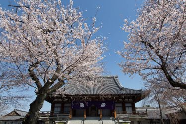 東京さくら日和｜伝通院・上野公園・皇居内堀