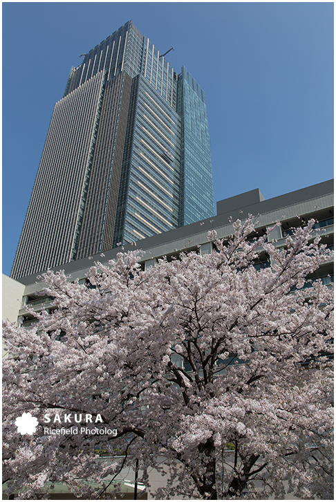 東京ミッドタウン