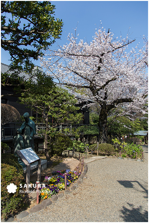 乃木神社