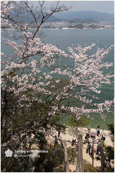 宮島 MIyajima