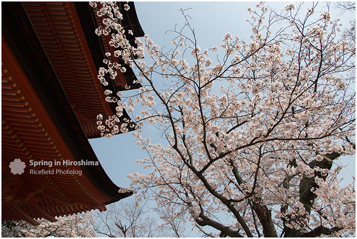 宮島 MIyajima