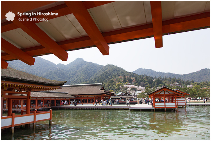 宮島 MIyajima