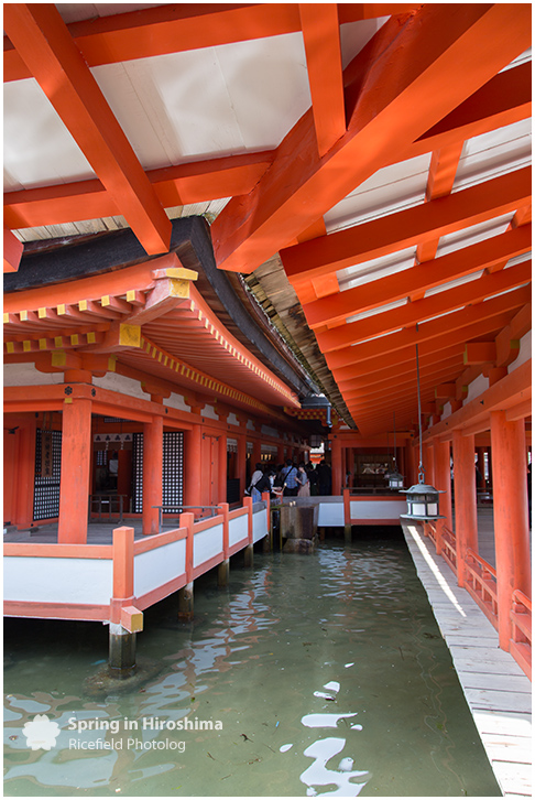 宮島 MIyajima