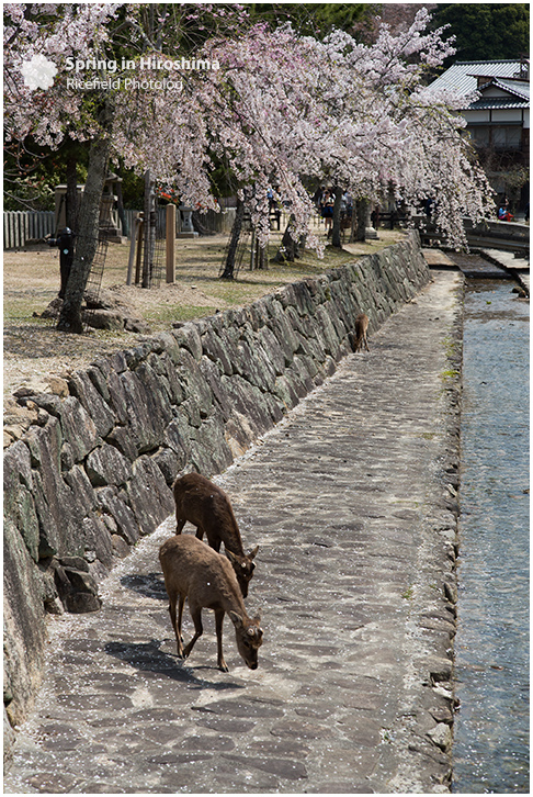 宮島 MIyajima