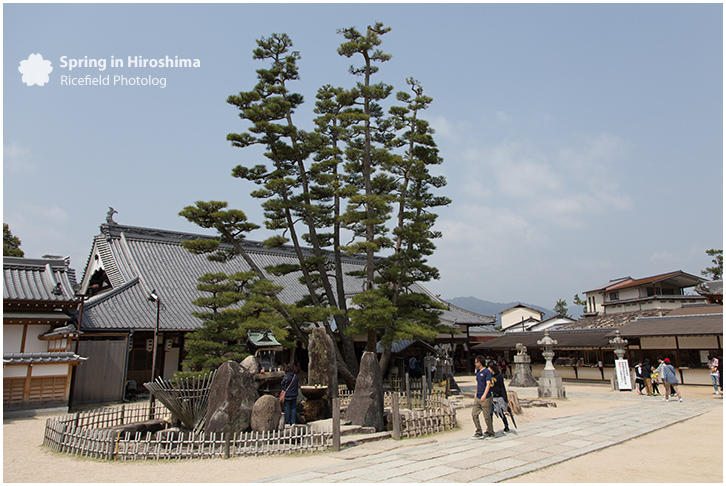 宮島 MIyajima