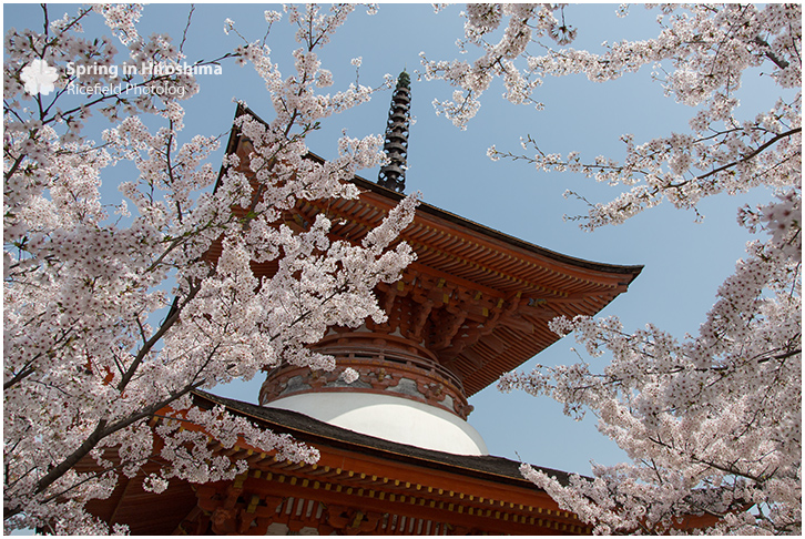 宮島 MIyajima