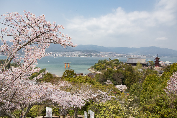 広島さくら日和｜宮島・厳島神社