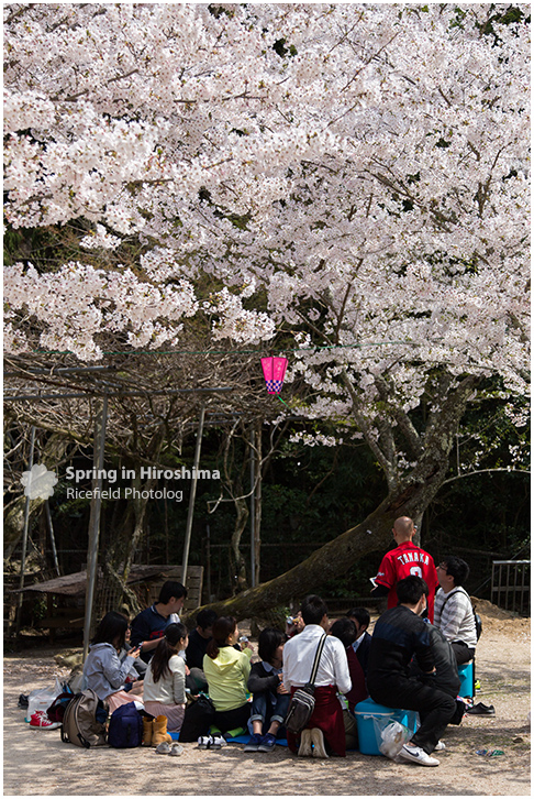 宮島 MIyajima