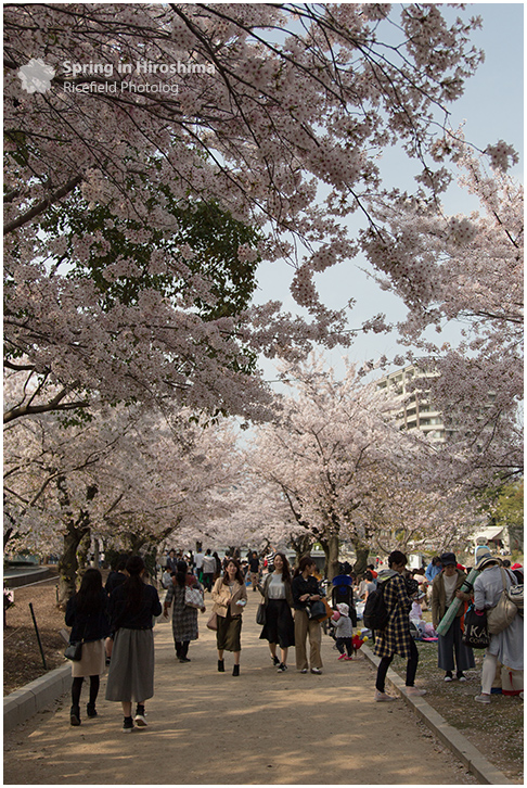 さくら 広島 Hiroshima