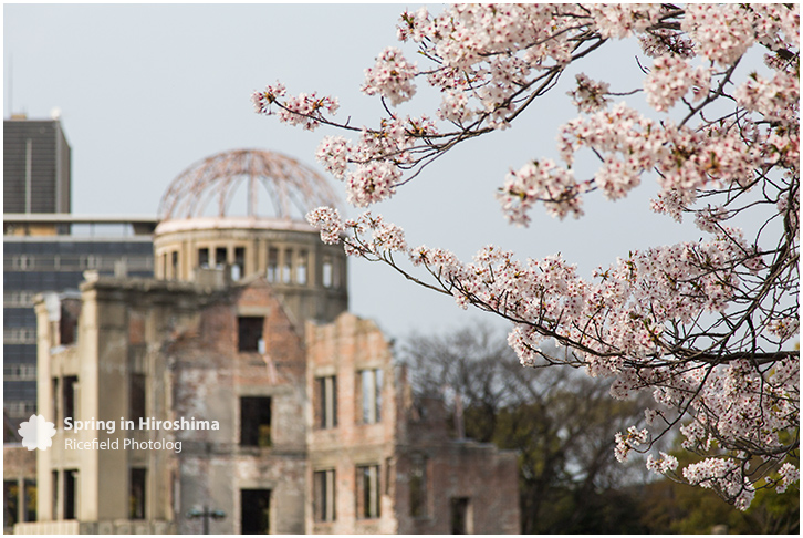 さくら 広島 Hiroshima
