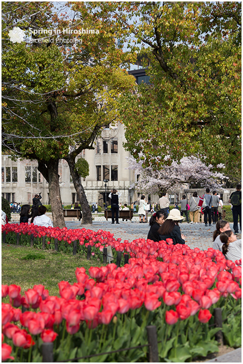 さくら 広島 Hiroshima