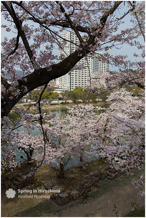 さくら 広島 Hiroshima