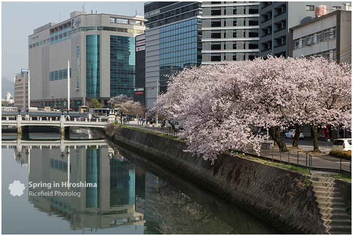 さくら 広島 Hiroshima