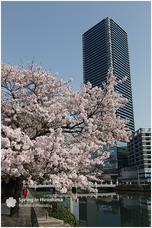 さくら 広島 Hiroshima