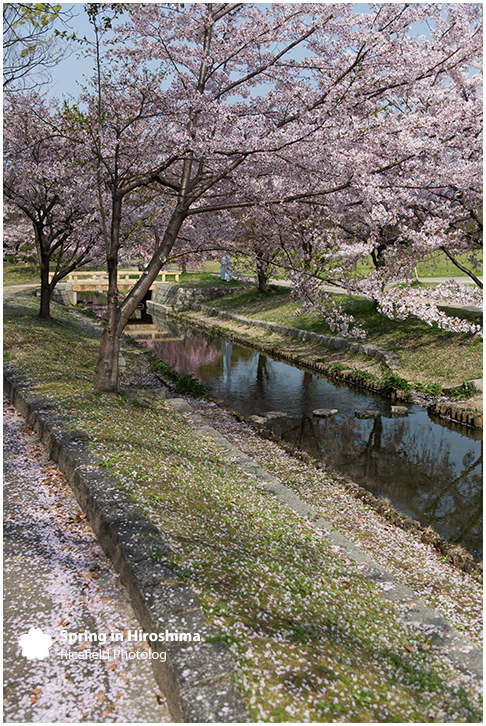 さくら 広島 Hiroshima