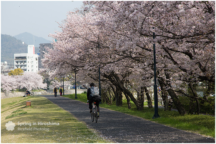 さくら 広島 Hiroshima