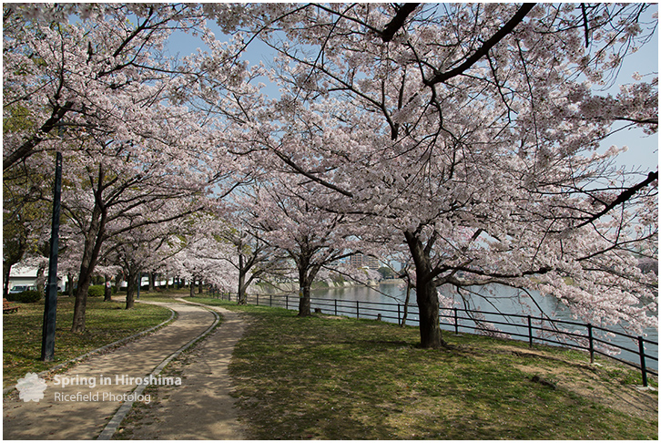 さくら 広島 Hiroshima