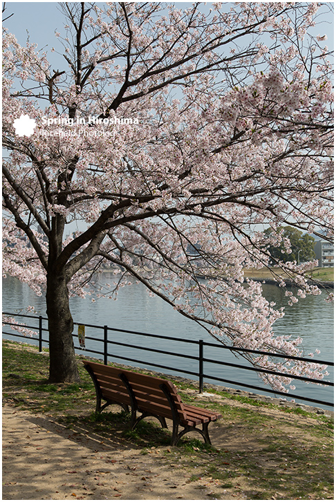 さくら 広島 Hiroshima