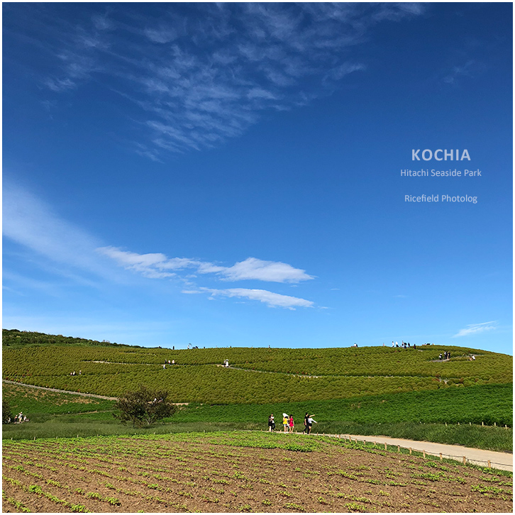 ひたち海浜公園 Hitachi Seaside Park