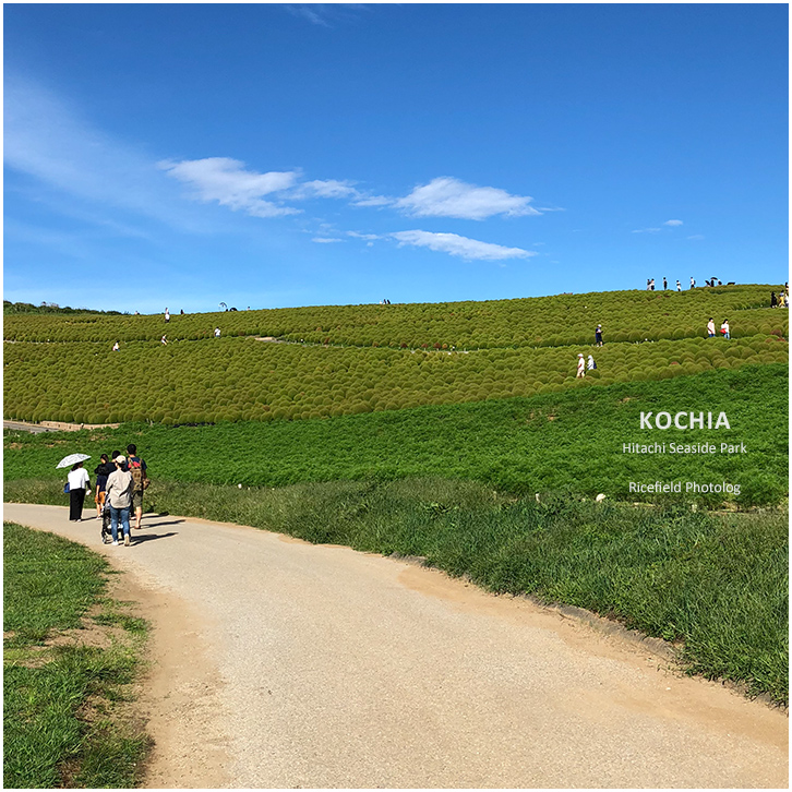 ひたち海浜公園 Hitachi Seaside Park