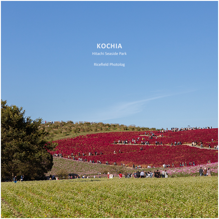 ひたち海浜公園 Hitachi Seaside Park