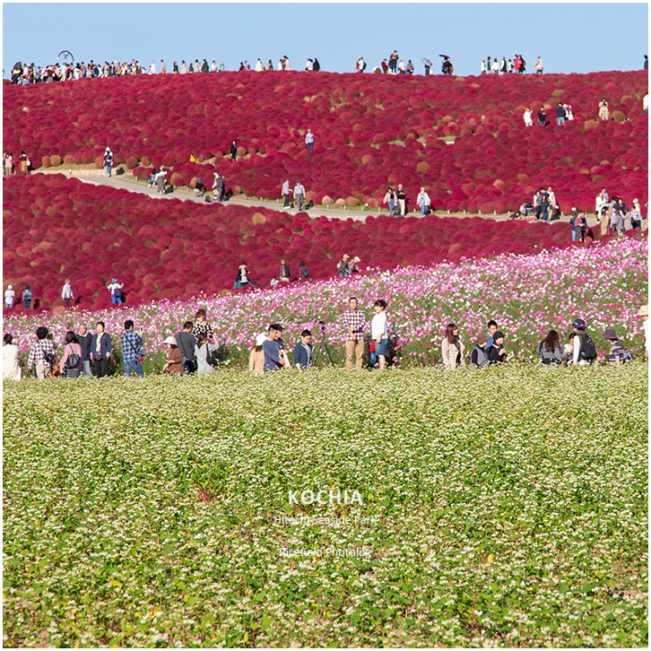 ひたち海浜公園 Hitachi Seaside Park